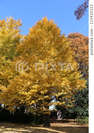 Ginkgo tree 133410122