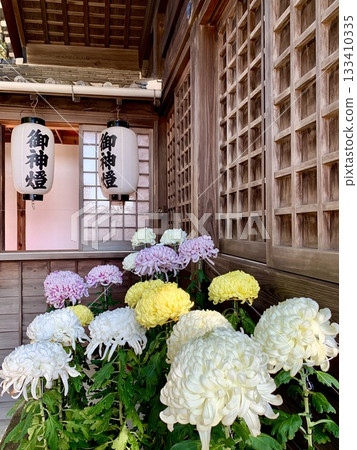盛開的盆栽菊花(在「三河菊花祭菊花展」中展出)<須鄉神社/愛知縣岡崎市> 盛開的盆栽菊花(在「三河菊花祭菊花展」中展出)<須鄉神社/愛知縣岡崎市> 133410335
