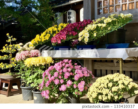 盆栽菊花盛開的參拜殿(在三河菊花祭菊花展展出)<須鄉神社/愛知縣岡崎市> 盆栽菊花盛開的參拜殿(在三河菊花祭菊花展展出)<須鄉神社/愛知縣岡崎市> 133410337