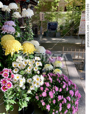 盆栽菊花盛開的參拜殿（在三河菊花祭菊花展展出）<須鄉神社/愛知縣岡崎市> 133410340