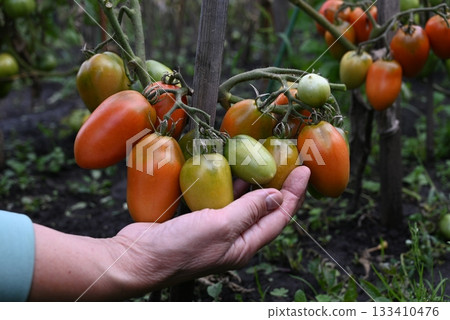 Harvesting ripe tomatoes in a home garden during late summer 133410476