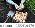 Harvesting fresh potatoes in the garden on a sunny afternoon with gardening tools nearby 133410479