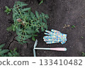 Gardening with colorful gloves and young tomato plant on fertile soil in a backyard setting 133410482