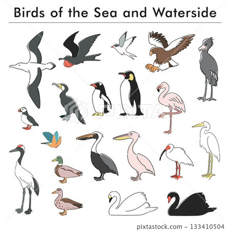 手繪海鳥與水鳥插圖集 133410504