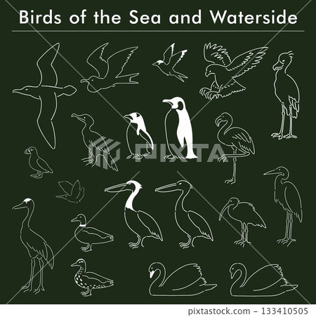 手繪海鳥與水鳥插圖集 133410505