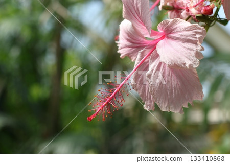 Beautiful hibiscus flower close-up photography with blur background. 133410868