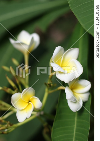 White magnolia flowers on green background. 133410869