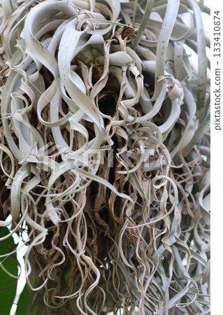 Big white moss with curly leafs. 133410874