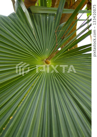 Palm leaf close up photography 133410875