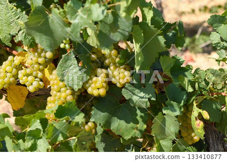 French vineyard with yellow grape. French vineyard with yellow grape. 133410877