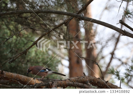 Jay bird on the pine in the forest. 133410892