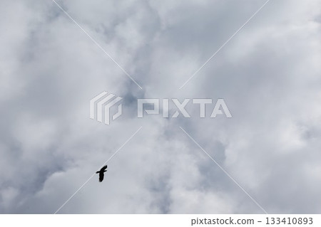Black bird flying high in the cloudy sky 133410893