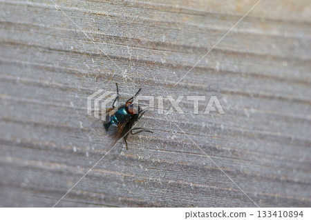 Fly sitting on the wooden wall. 133410894