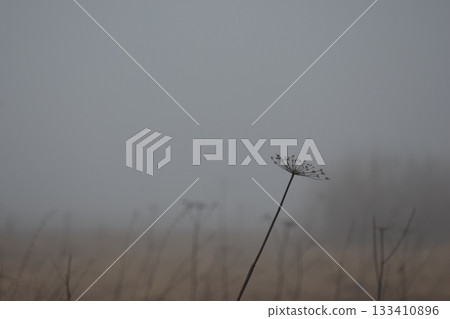 Foggy field with dried plants. Autumn fog. 133410896