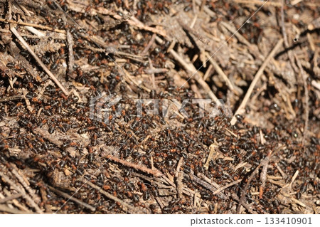 Red ants working hard on building their home. Red ants working hard on building their home. 133410901