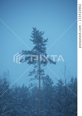 Single pine in the snow storm Single pine in the snow storm 133410902