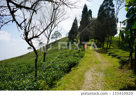 Uphill Dirt Path through Tea Plantation with Scattered Trees and Blue Sky at Kalimpong 133410920