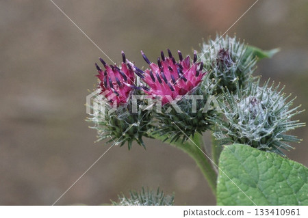 Wild burdock flower close up photography. Wild burdock flower close up photography. 133410961