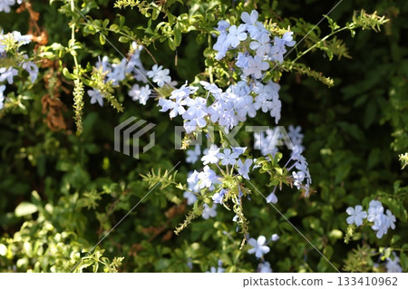 Forget me not small flowers in the forest. 133410962