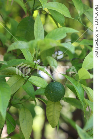 Green lime close up photography 133410963