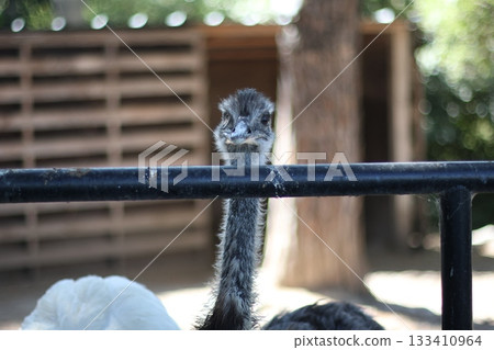 Grey ostrich is watching behind the fence 133410964