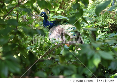 Blue Peacock hiding in the forest 133410966