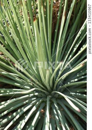 Close up photography of palm Close up photography of palm 133410967