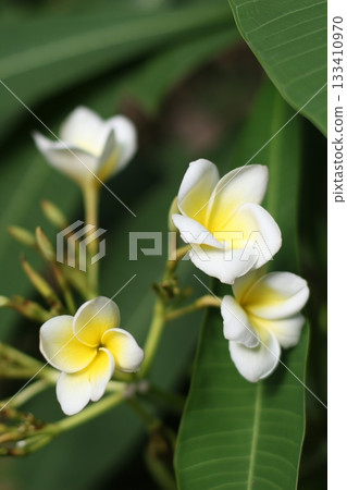 White magnolia wild flowers and green leafs 133410970