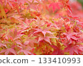 Autumn-colored maple leaves 133410993