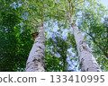 Birch trees stretching into the blue sky 133410995
