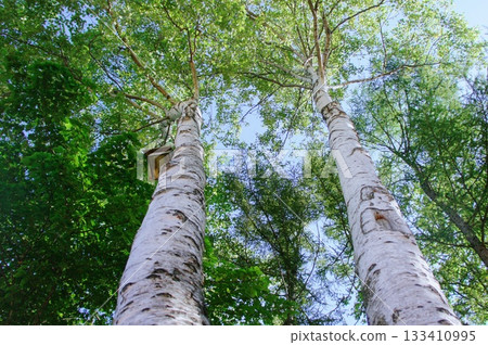 Birch trees stretching into the blue sky 133410995