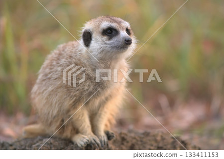 一隻狐狸獴被夕陽吸引 一隻狐狸獴被夕陽吸引 133411153