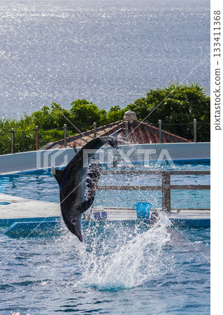 Dolphins leap out of the water to perform high-difficulty stunts at Okinawa Marine Park Dolphins leap out of the water to perform high-difficulty stunts at Okinawa Marine Park 133411368