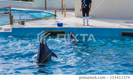 沖繩海洋公園中海豚躍出水面進行高難度特技表演 133411374