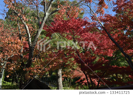 東寺院:從靈光殿眺望北庭(京都市北區) 東寺院:從靈光殿眺望北庭(京都市北區) 133411725