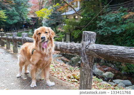 Portrait of golden retriever dog  at Minoh waterfall park in autumn, Osaka 133411768