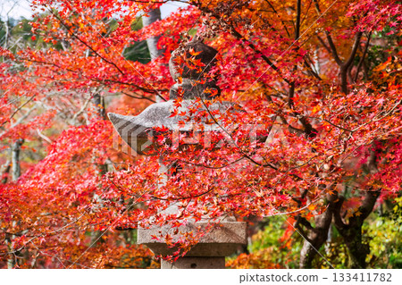 Red maple leaf by stone lantern of Hasedera Temple, Sakurai, Nara Red maple leaf by stone lantern of Hasedera Temple, Sakurai, Nara 133411782