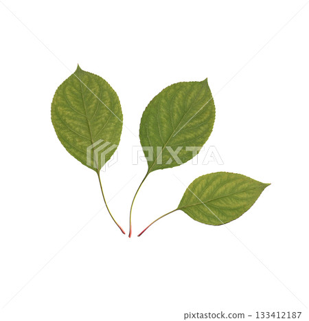Three flat green leaves arranged in simple botanical composition on clean white background, scanned natural foliage with organic texture and minimal plant layout for herbarium style designs 133412187