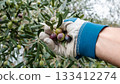 An olive grower harvests ripe olives in autumn. Agriculture. 133412274
