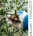 An olive grower harvests ripe olives in autumn. Agriculture. 133412275