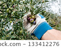 An olive grower harvests ripe olives in autumn. Agriculture. 133412276