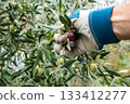 An olive grower harvests ripe olives in autumn. Agriculture. 133412277
