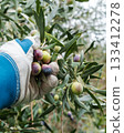 An olive grower harvests ripe olives in autumn. Agriculture. 133412278