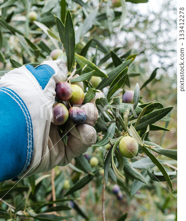 An olive grower harvests ripe olives in autumn. Agriculture. An olive grower harvests ripe olives in autumn. Agriculture. 133412278