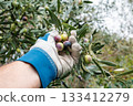 An olive grower harvests ripe olives in autumn. Agriculture. 133412279