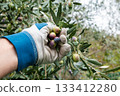 An olive grower harvests ripe olives in autumn. Agriculture. 133412280