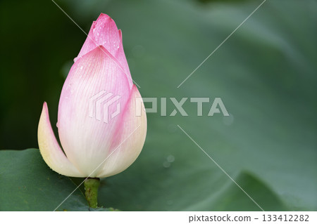Pink water lotus flower growing in pond 133412282