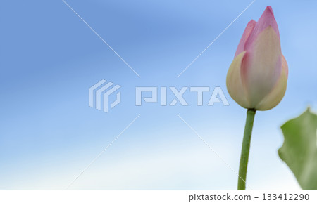 Pink water lotus flower growing in pond Pink water lotus flower growing in pond 133412290