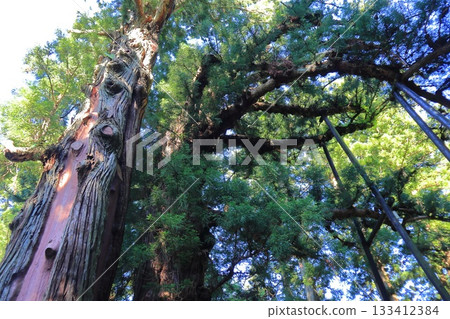 Reverse Cedar (Couple Cedar) at Shiobara Hachiman Shrine, Nasushiobara City, Tochigi Prefecture 133412384