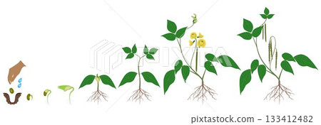 Growth cycle of mung bean plant on white background. 133412482